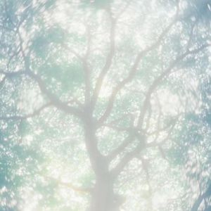 在线观看免费黄片兽人
